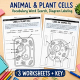 Animal and Plant Cell Coloring Page. Life science digital downloads Worksheet - STEM Science Learning - homeschool - Digital Download