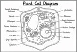 Plant Cell Coloring Page - Hand-Drawn Printable Biology digital downloads Worksheet - STEM Science Learning - homeschool - Digital Download